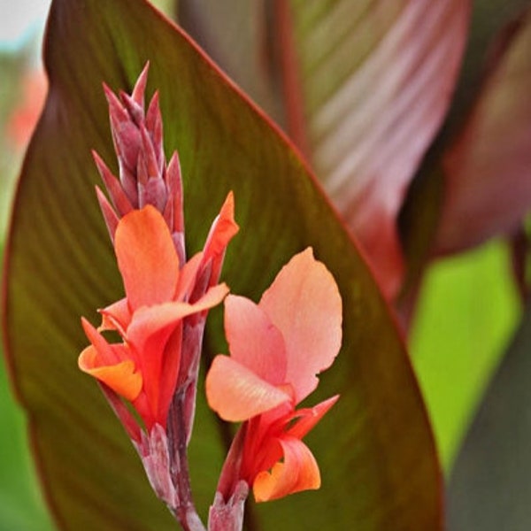 Giant Canna Lily Plant - Etsy