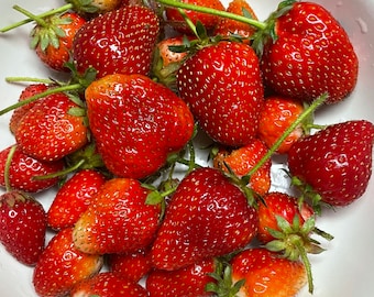 10 Organic Sweet strawberry plant
