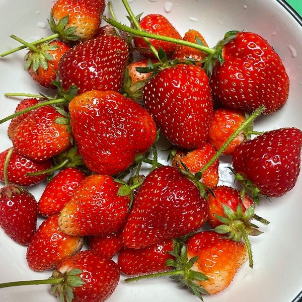 10 Organic Sweet strawberry plant