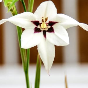 Peacock Orchid multiple stem, Sword Lily