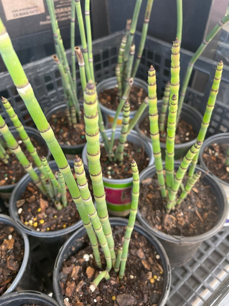 Horsetail Reed bareroot shoots bundle, Equisetum hyemale image 3