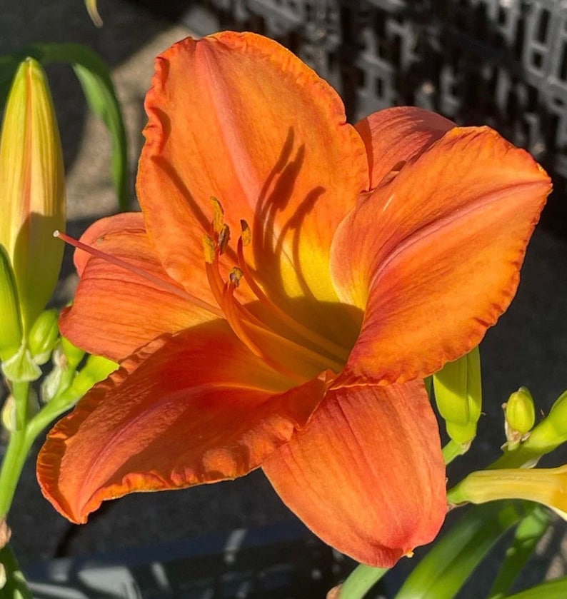 South Seas Hemerocallis Daylily - Thumbnail 4