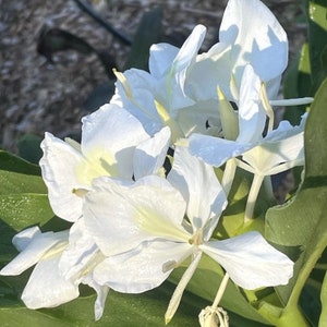 White Ginger Lily Hedychium Coronarium 1 Rhizome only