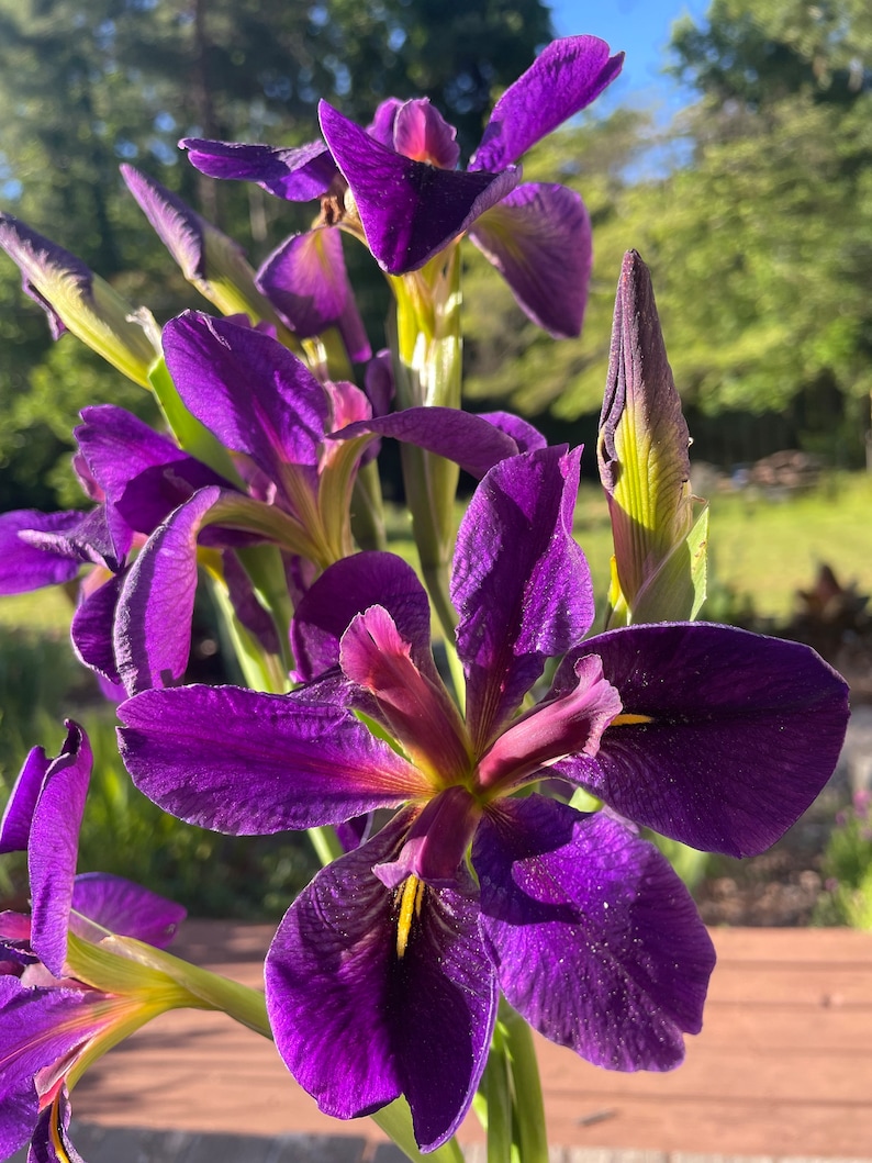 TweetysPlants Gamecock Iris - Thumbnail 2