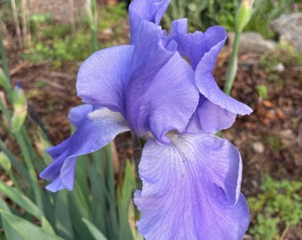 Blue Large bloom - Tall Bearded Iris Rhizome, plant