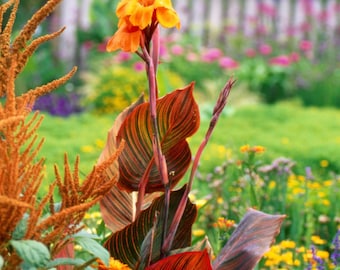 Canna Tropicana 1 Live Bulb/Rhizome - Variegated Canna Indica Phasion
