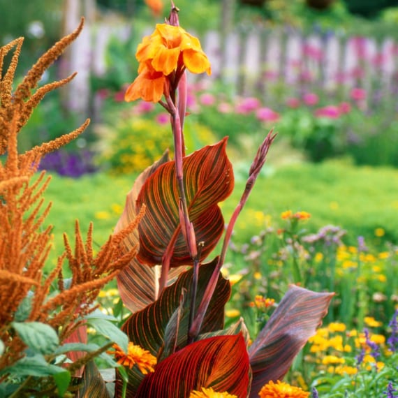 Canna Tropicana 1 Live Bulb/Rhizome - Variegated Canna Indica Phasion