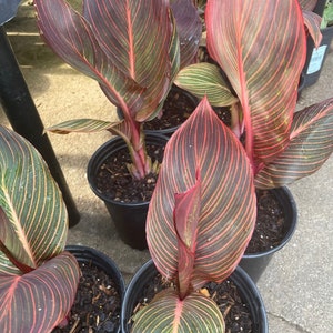 May include: Close-up of four potted canna lily plants with red and green striped leaves. The plants are in black pots with brown soil.