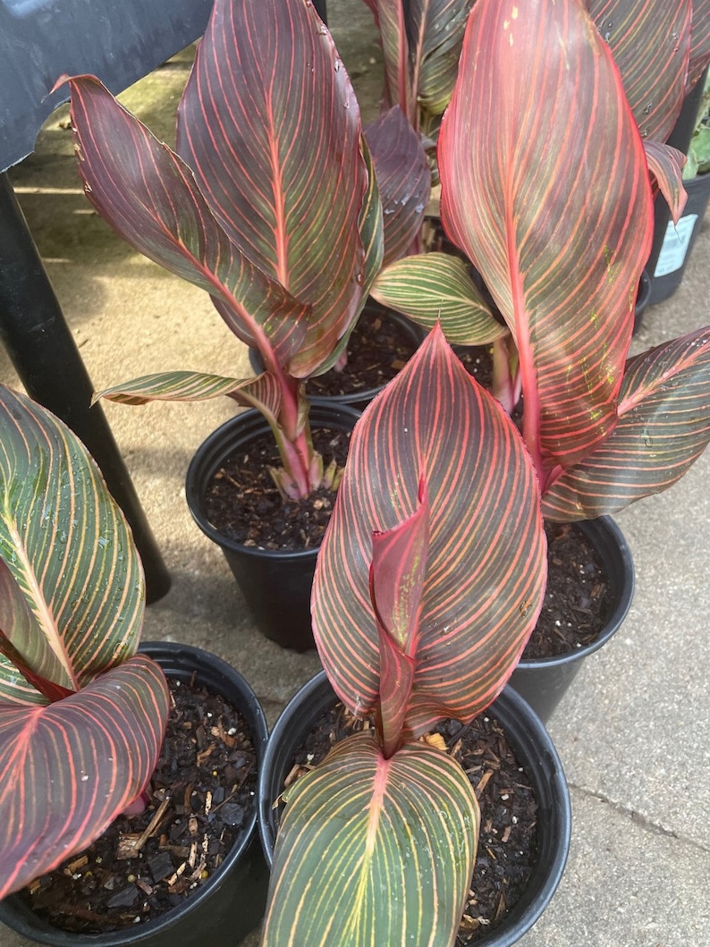 May include: Close-up of four potted canna lily plants with red and green striped leaves. The plants are in black pots with brown soil.