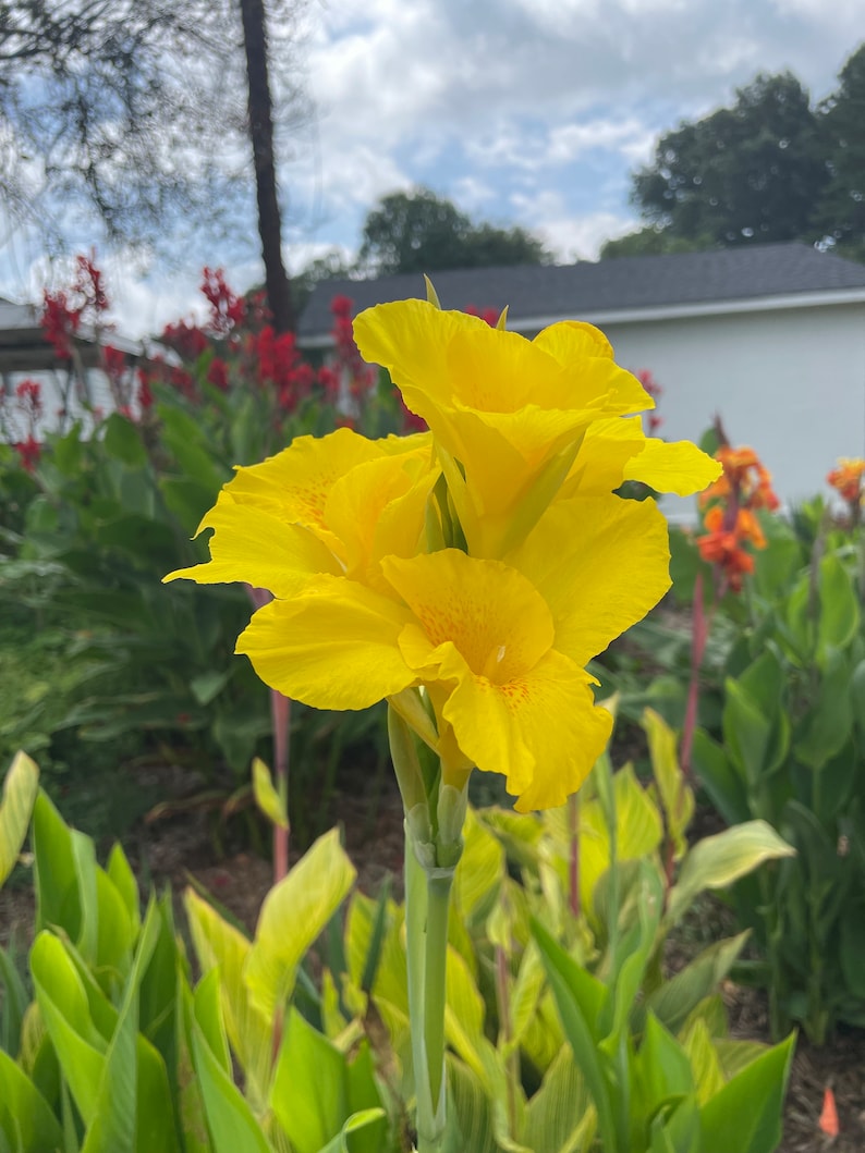 TweetysPlants Canna Lily - Thumbnail 3