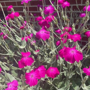 May include: A close-up of a cluster of vibrant pink flowers with green stems and leaves. The flowers are in bloom and have a delicate, ruffled appearance. The background is a brick wall.