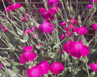 Könnte beinhalten: Nahaufnahme einer Gruppe von leuchtend pinkfarbenen Blüten mit grünen Stielen und Blättern. Die Blüten sind in voller Blüte und haben ein zartes, gekräuseltes Aussehen. Der Hintergrund ist eine Backsteinmauer.