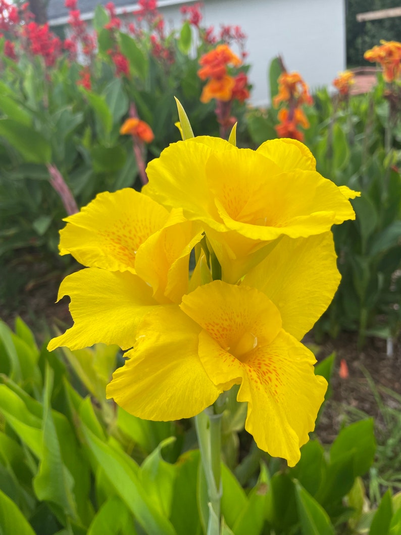 TweetysPlants Canna Lily