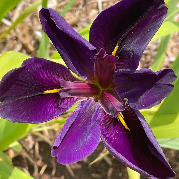 3 Black Gamecock Iris, Perennial, Louisiana Irises, per plant/rhizome