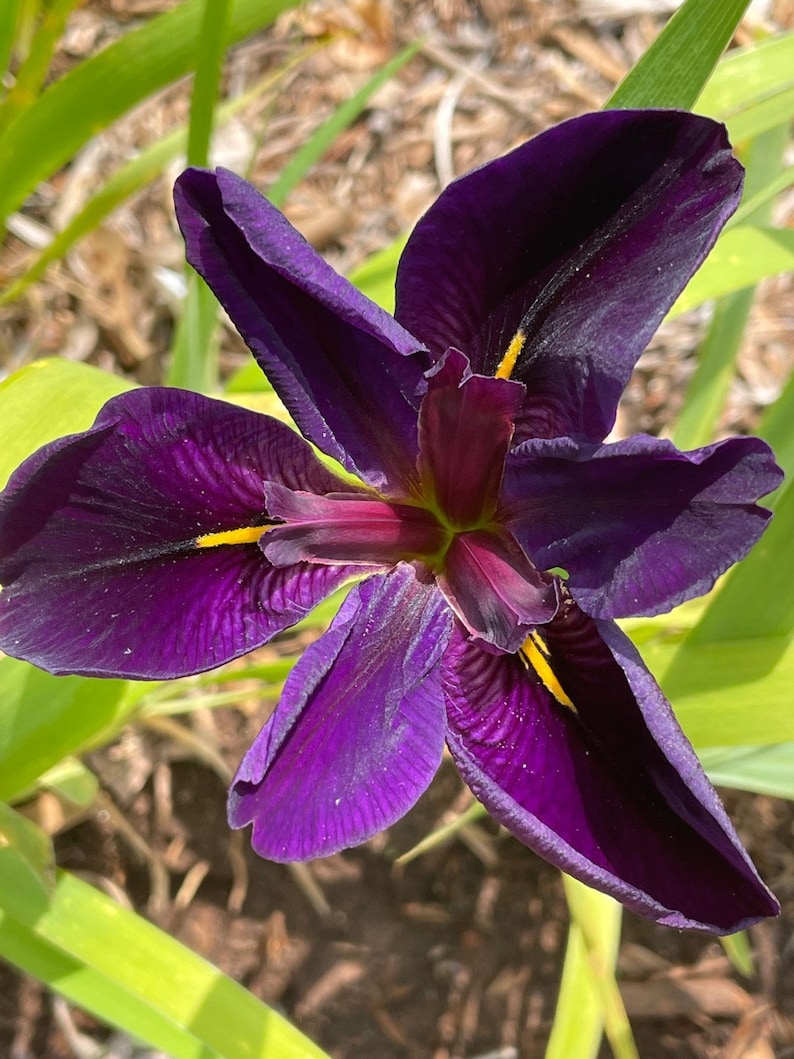 TweetysPlants Gamecock Iris - Thumbnail 3
