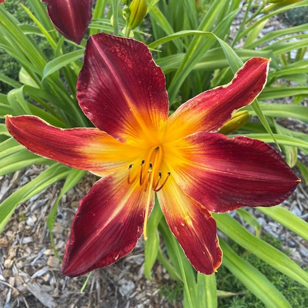 Ruby Spider Daylily Per fan