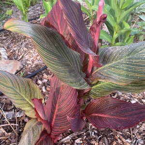 May include: A close-up of a canna lily plant with red and green striped leaves. The plant is growing in a garden bed with brown mulch.