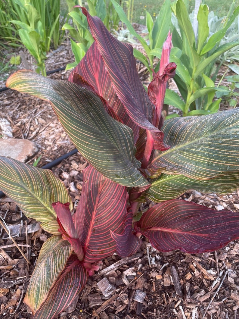May include: A close-up of a canna lily plant with red and green striped leaves. The plant is growing in a garden bed with brown mulch.
