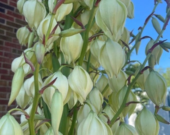 Yucca Adam's Needle Perennial Startup Plant
