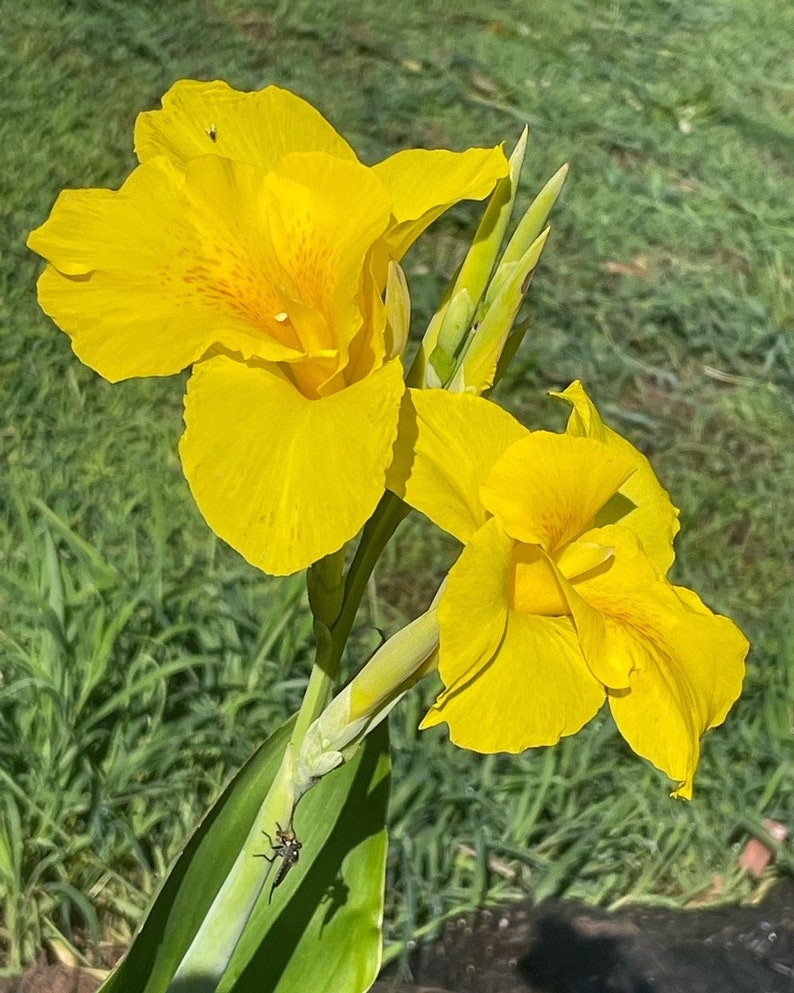 TweetysPlants Canna Lily - Thumbnail 2