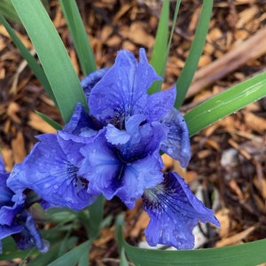 May include: A close-up of a blue iris flower with water droplets on the petals. The flower is surrounded by green leaves and brown mulch.
