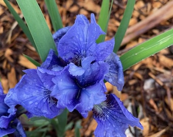Blue Siberian Iris, 1 multiple stems Rhizomes Plants