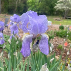 May include: A close-up of a light purple iris flower in bloom. The flower has a yellow center and is surrounded by green leaves.