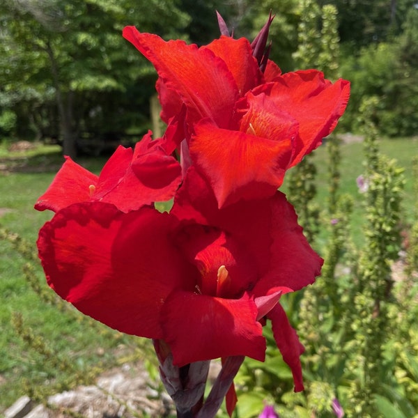 Black Knight Canna Lily - 1 Bulb/rhizome plant, Dark Foliage