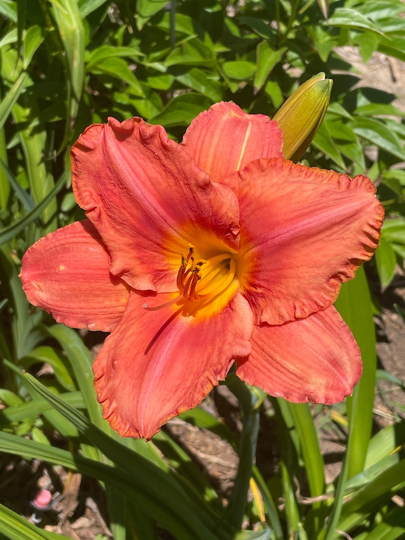 South Seas Hemerocallis Daylily