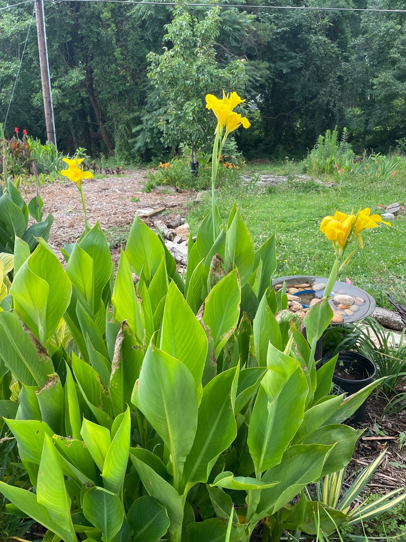 TweetysPlants Canna Lily - Thumbnail 4