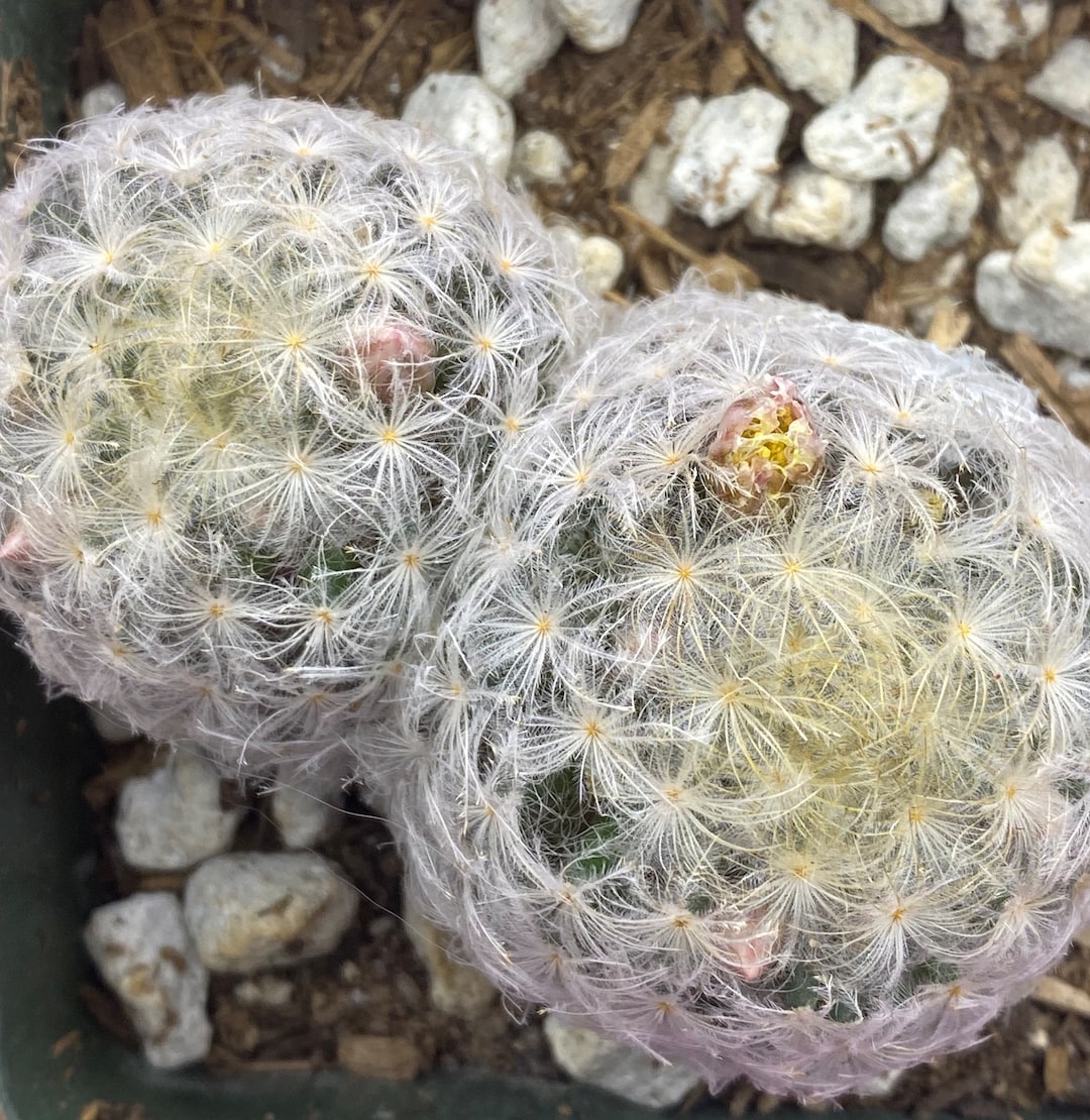 Golf Ball Cactus Species of Mammillaria Etsy