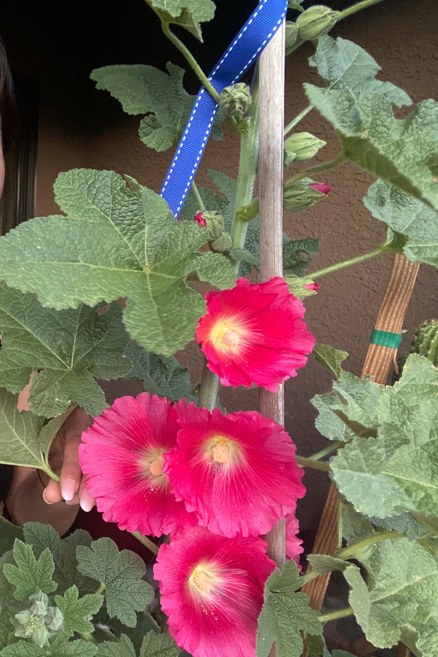 ピンクタチアオイの種、植物の種、ガーデニング、花の種