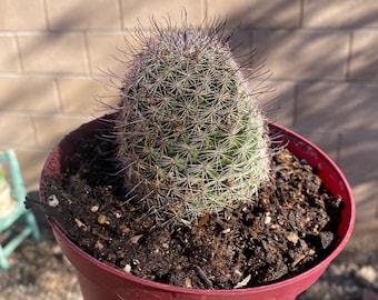 Mammillaria Gaumeri BARE ROOT - Etsy