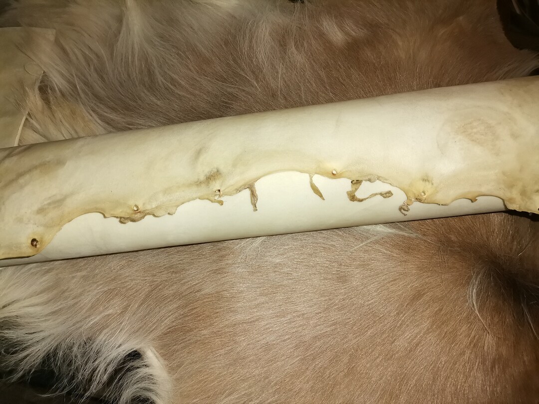 DIFFERENCES BETWEEN PARCHMENT VELLUM AND PAPER visual data 5