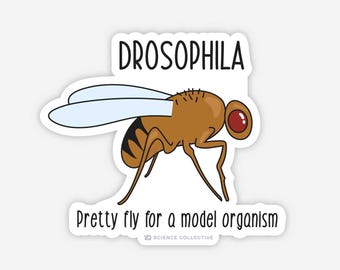 Drosophila vinylklistermärke