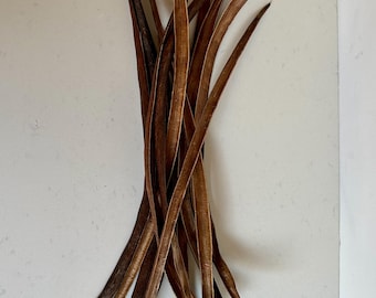 Dried and Cleaned Catalpa Seed Pod Lot (13) for Art Making