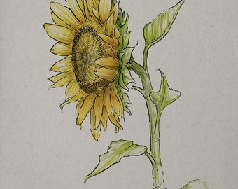 Zilke Sunflower - Drawing Print