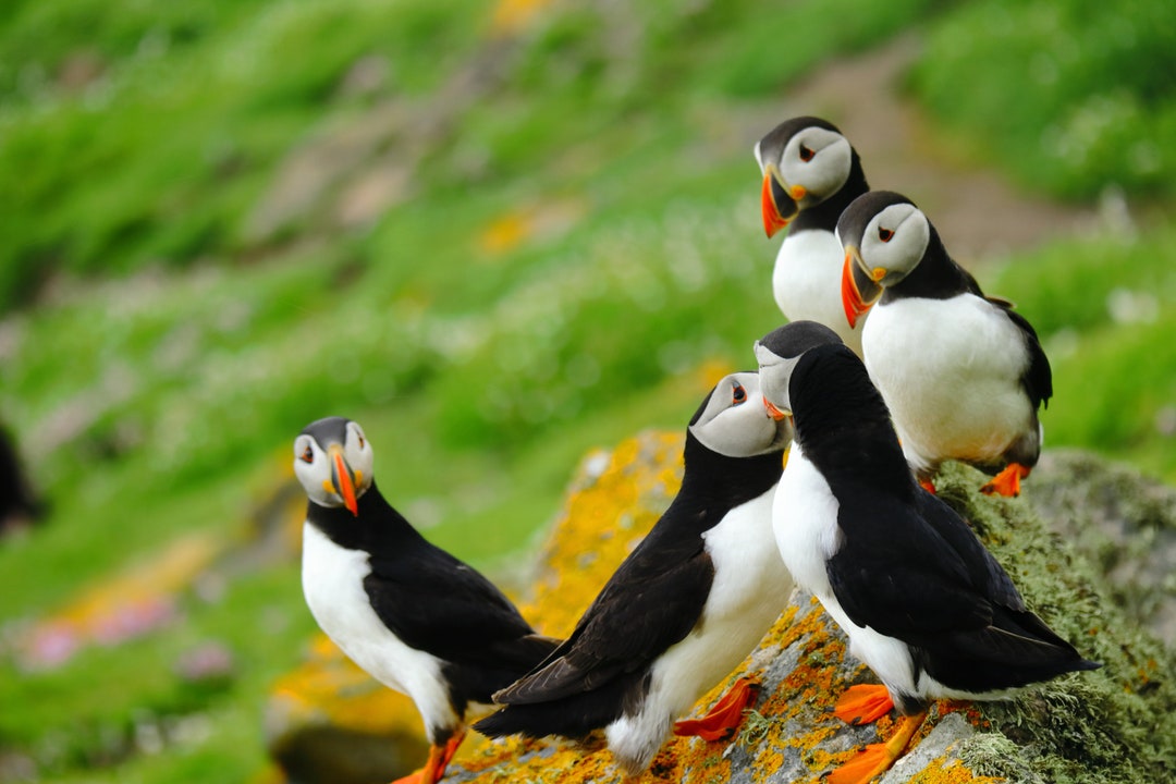 Relaxing Peaceful Atlantic Puffin JPG Image Outrages Orange Bill Auk