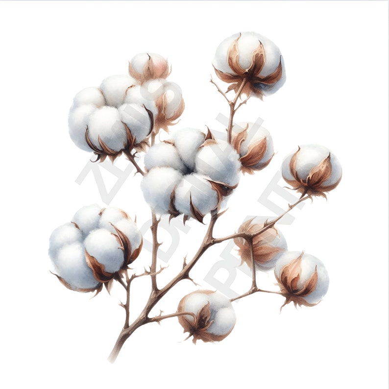 Set of 16 Cotton Clipart, Cotton Plant PNG, Cotton Ball Clipart, Floral ...