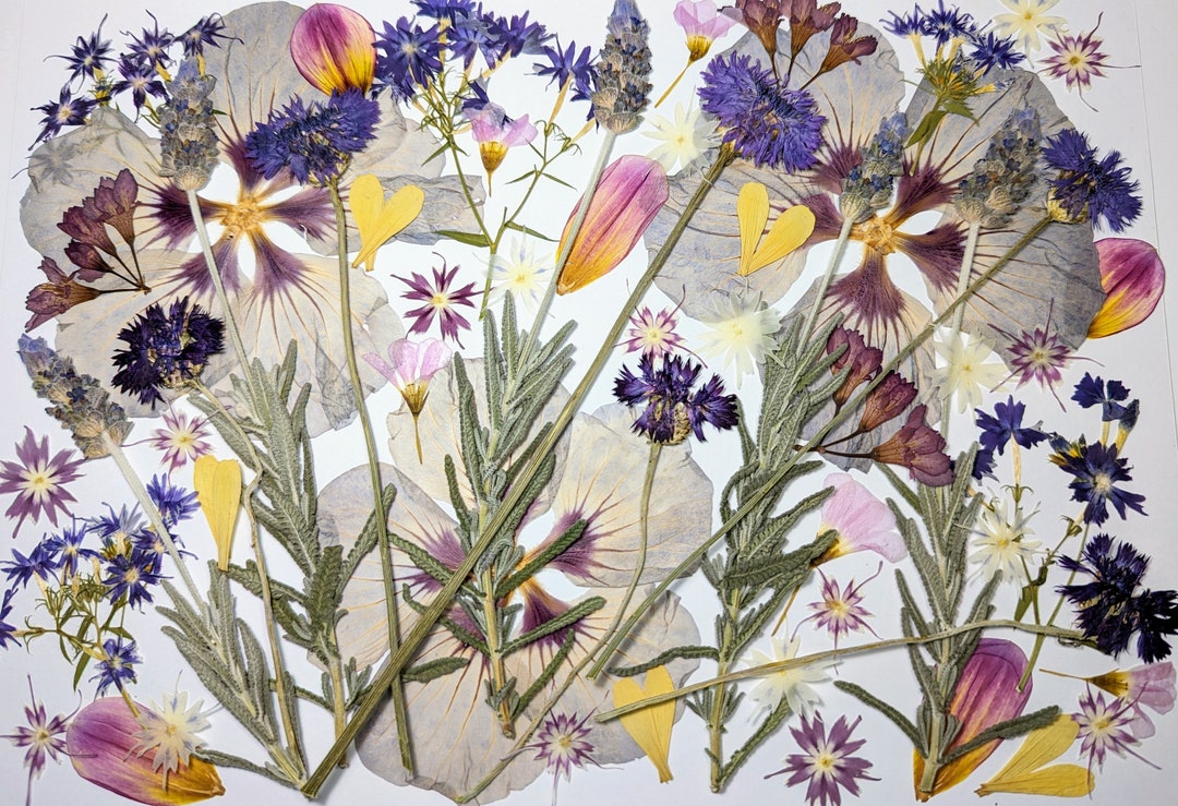 Edible Pressed Flowers Purple Lavender Hibiscus Blend Etsy Australia