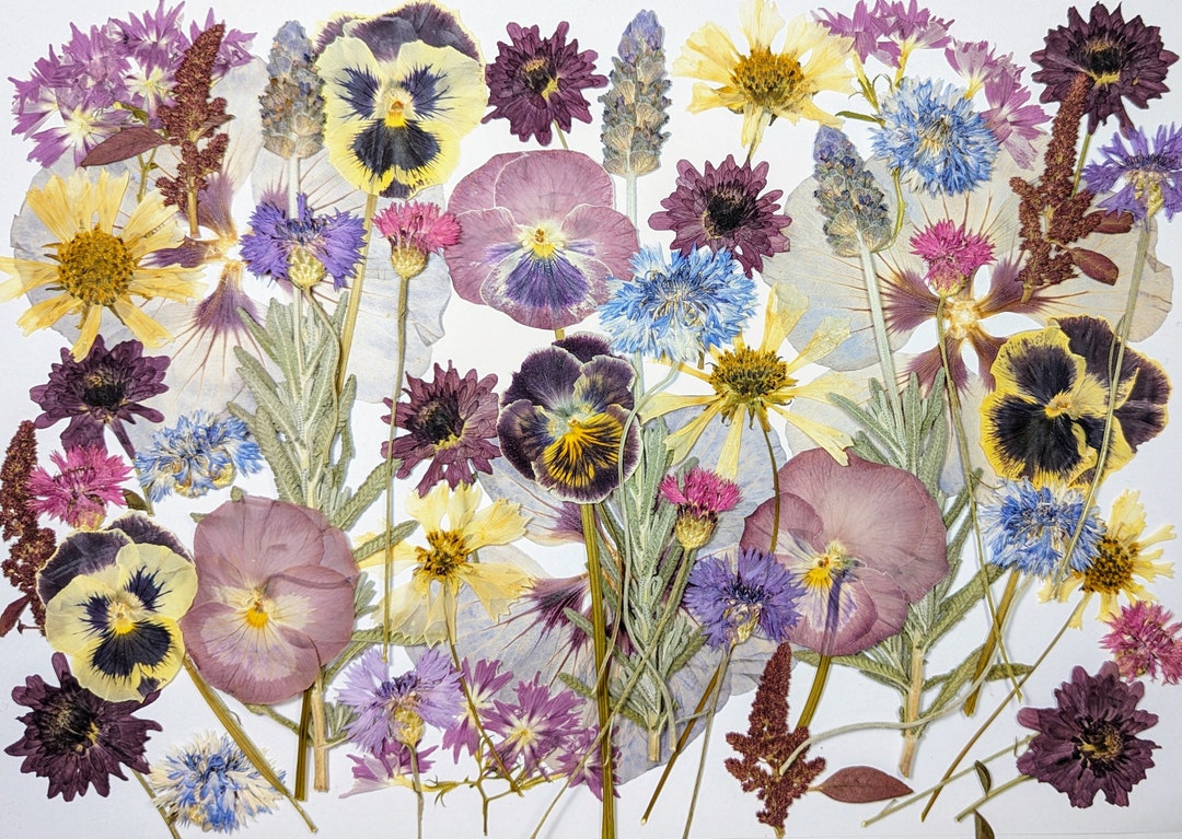 Edible Pressed Flowers Vintage Lavender Hibiscus Blend Dried Boho