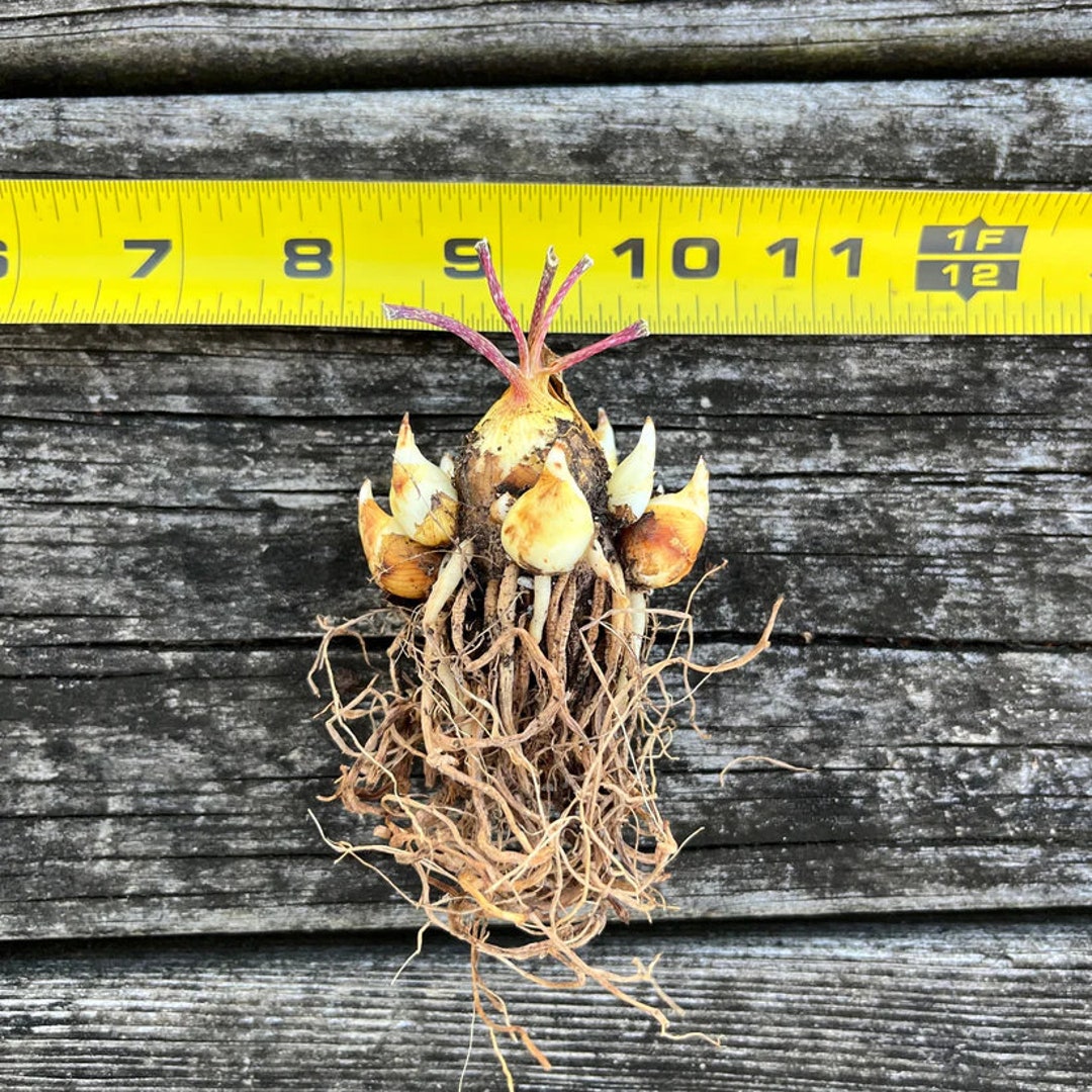 Bulbs Tuberose 'pink Sapphire' agave Amica, Polianthes Tuberosa 1 Bulb