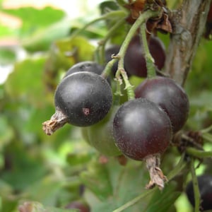 Jostaberry (Ribes X nidigrolaria) - Live Plant 1 Quart Pot
