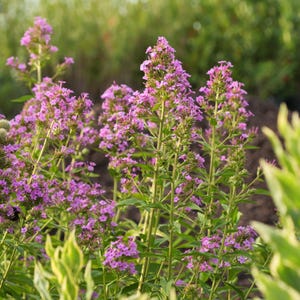 May include: Close-up of vibrant pink phlox flowers in full bloom. The tall, slender stems are covered in small, delicate blossoms, creating a dense, textured appearance. The green leaves provide a contrasting backdrop, with soft sunlight illuminating the scene.