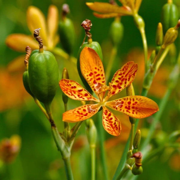 Blackberry Lily, Leopard Lily (Iris domestica / Belamcanda chinensis) - Live Plant 4" Pot