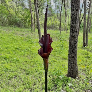 May include: A tall, dark purple voodoo lily flower featuring a prominent, elongated central spadix surrounded by a ruffled, deep maroon spathe. The plant stands on a slender, dark green stalk, showcasing a unique, organic structure in a natural setting.