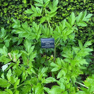 May include: A lush, green plant with large, serrated leaves. A small black sign identifies the plant as Angelica archangelica. The plant is surrounded by other greenery, creating a natural, outdoor scene.