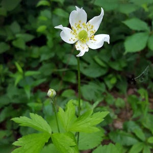 May include: A close-up of a white flower with yellow stamens and a green center. The flower has delicate, curved petals and is set against a backdrop of green leaves. A closed bud and green leaves are also visible.