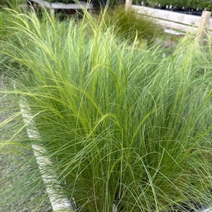 May include: A close-up of a vibrant green ornamental grass with long, slender blades. The grass has a soft, flowing texture and a bright, healthy appearance. The image showcases the natural beauty of the plant, with its delicate strands and lush color.
