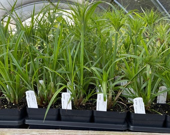 Cyperus papyrus 'Dwarf Form' - Dwarf Papyrus - Live Plant 3.5" Pot
